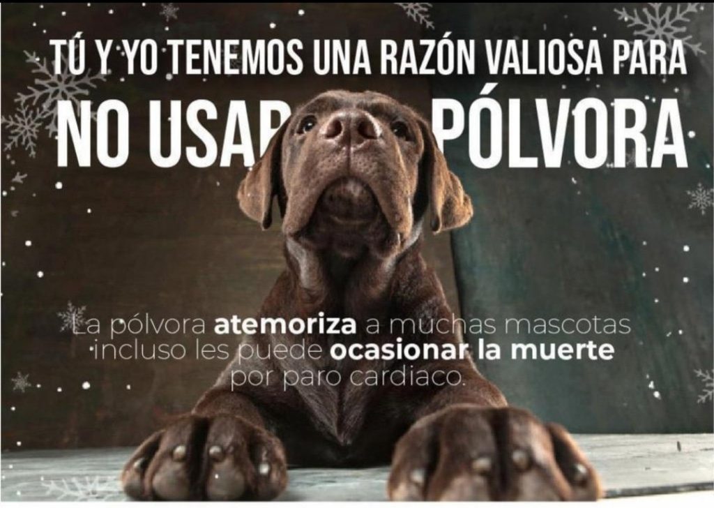 Consejos para que sus mascotas no sufran con la pólvora