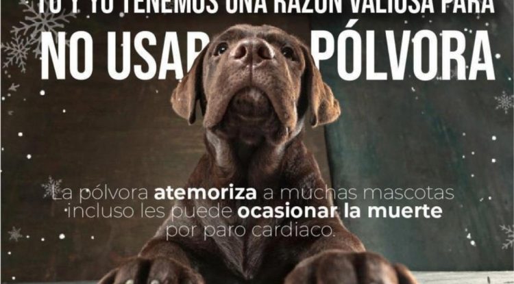 Consejos para que sus mascotas no sufran con la pólvora