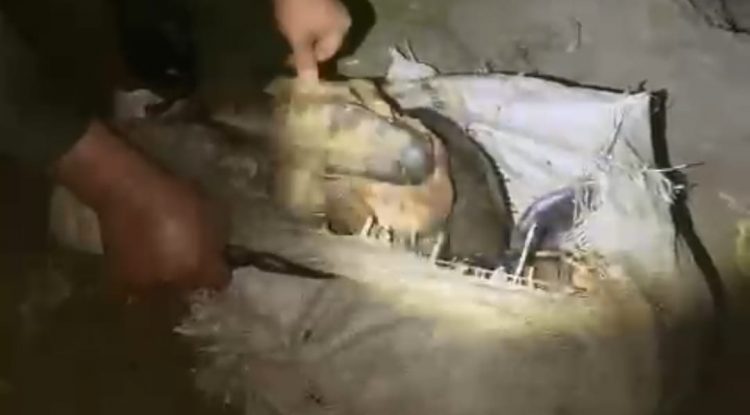 Grupo de Protección Ambiental Policía Guaviare, recuperó y liberó 45 tortugas