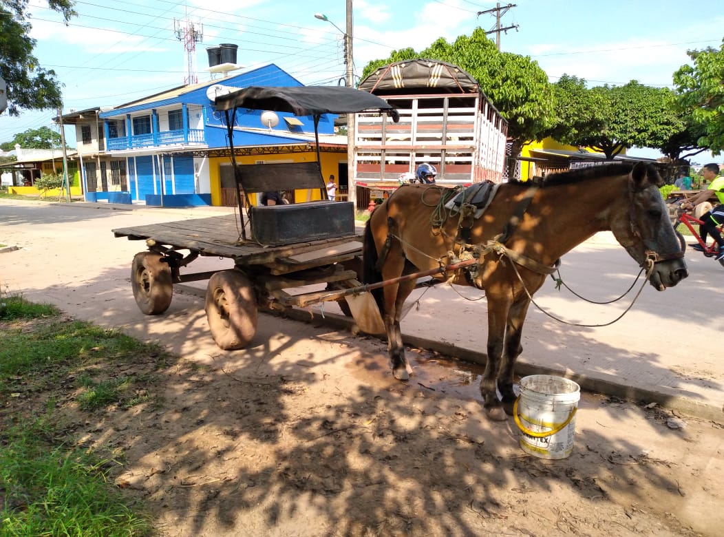 24 de mayo vence contrato de sustitución de vehículos de tracción animal