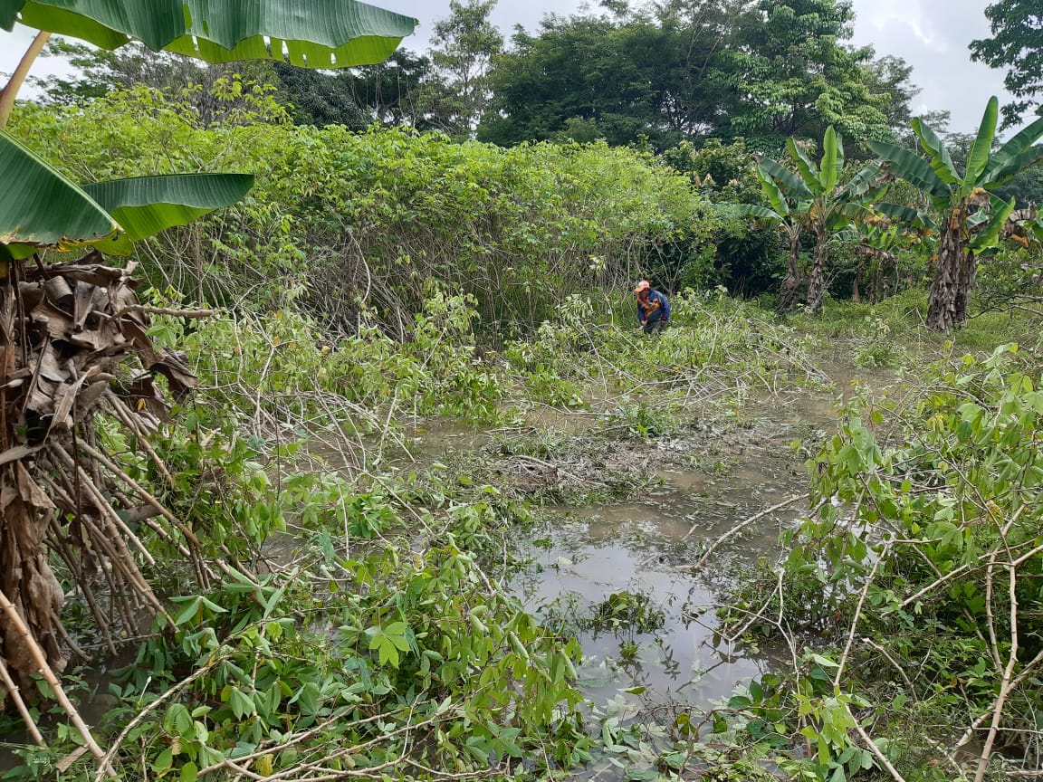Creciente de Río Guaviare destruyó cultivos en la vereda Los Cambulos