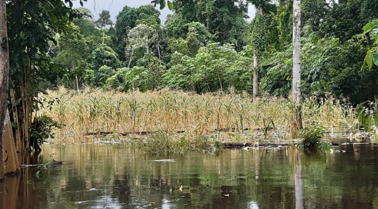 Creciente de Río Guaviare destruyó cultivos en la vereda Los Cambulos