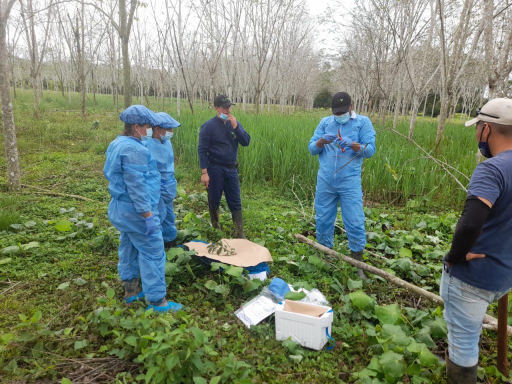 Tres patógenos afectan cultivos de caucho en Guaviare