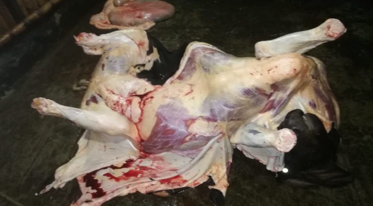 “Ya hemos denunciado los riesgos del sacrificio clandestino”: Carnes del Guaviare
