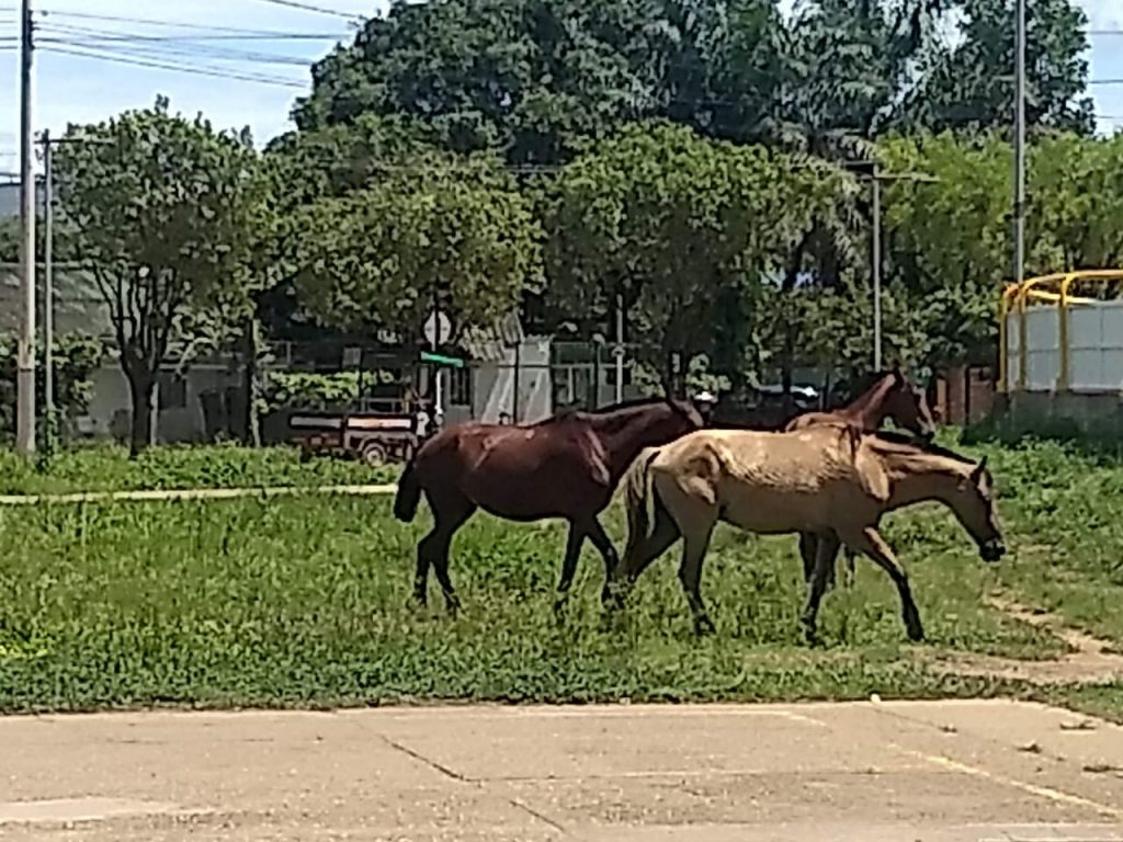 Policía Ambiental llama la atención a ciudadanos para cuidados de animales en la calle