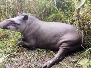 CDA Guaviare y Policía Ambiental atienden a danta herida por cazadores