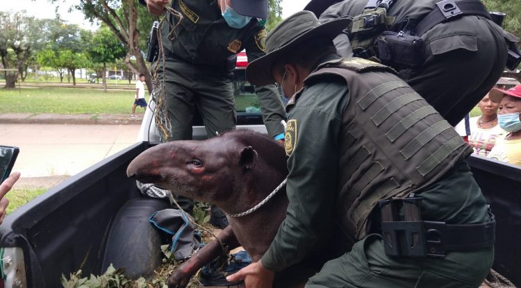 Danta herida en Puerto Nare recibirá tratamiento de la Universidad CES de Medellín