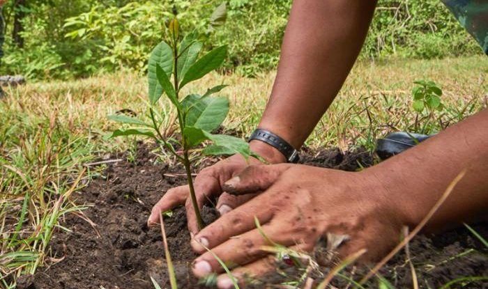 Jornada de sembratón se llevará a cabo en resguardo indígena La Fuga - Fana