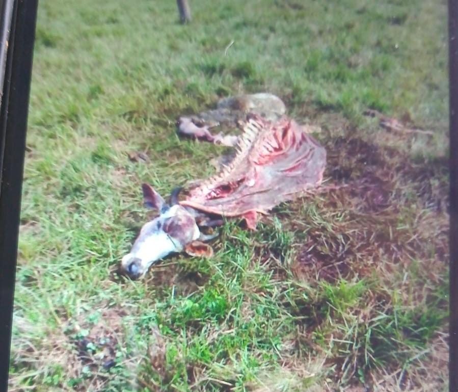 Nuevo caso de hurto y sacrifico de ganado en la vereda Buenos Aires