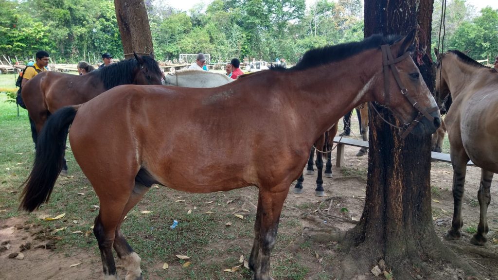 Caballos de los "zorreros" fueron entregados en adopción