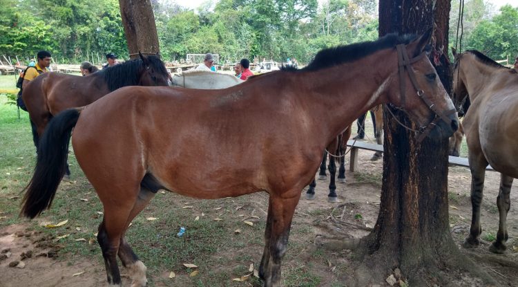 Caballos de los "zorreros" fueron entregados en adopción