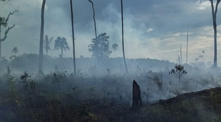 Cuatro incendios forestales se han registrado en Calamar, Guaviare