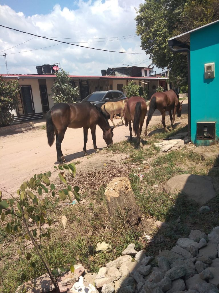 Vacas y caballos deambulan en San José del Guaviare