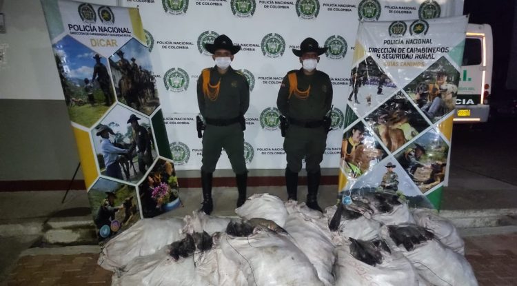 Policía incautó 600 kilos de pescado en Aeropuerto Jorge Enrique González Torres