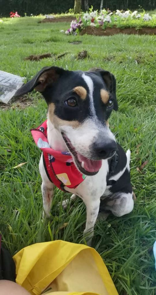 Mujer denuncia que su mascota murió envenenada