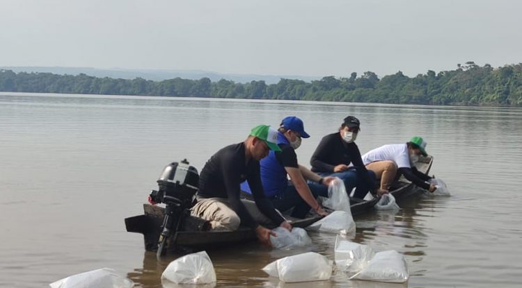 Laguna La María fue repoblada con 22 mil alevinos de bocachico