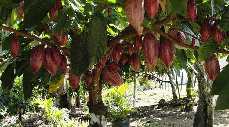 Cacaoteros se reunirán con autoridades del Guaviare
