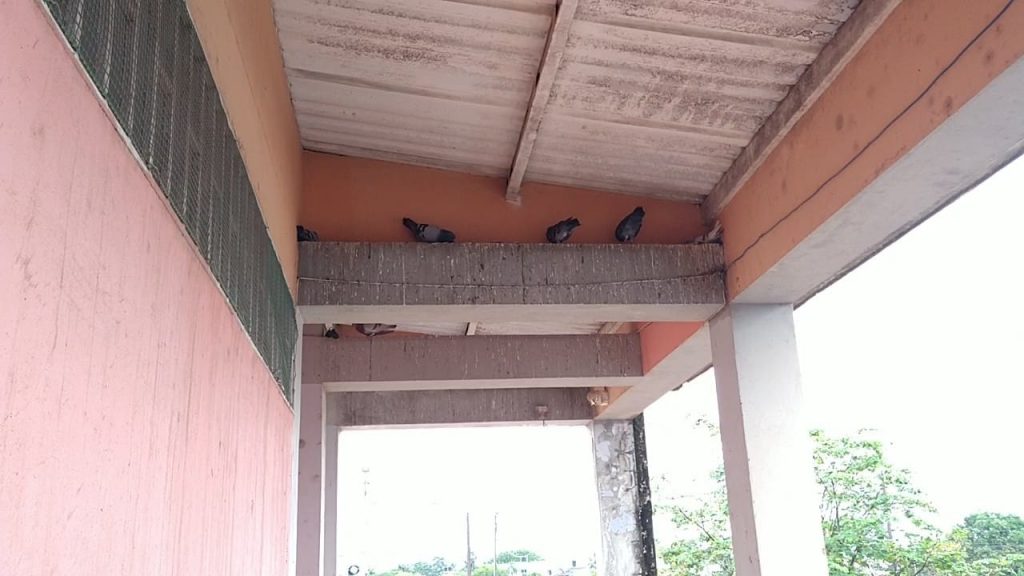 Heces de palomas estaría afectando salud de estudiantes de I.E. IEALP