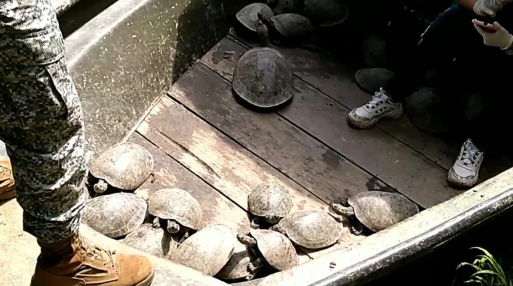 27 Tortugas especie “Tereca” fueron liberadas en aguas del Río Guaviare