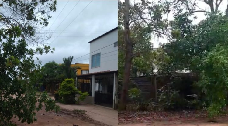 Mujer denuncia el grave peligro de unos árboles en el barrio El Dorado