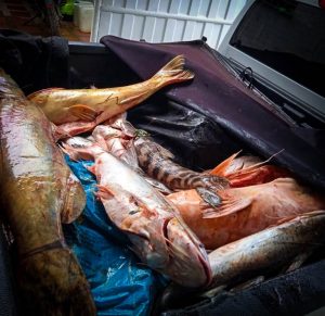 Incautan 400 kilogramos de pescado en Puerto Concordia, Meta