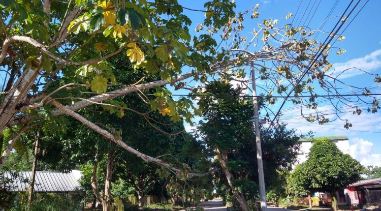 Redes eléctricas en peligro por caída de árbol