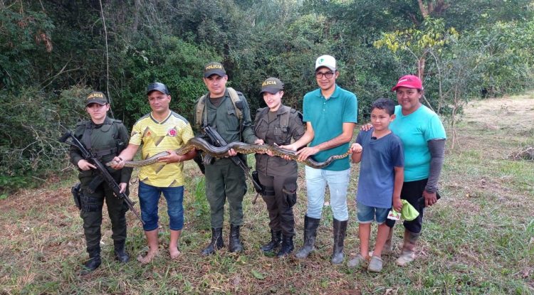 Policía Nacional liberó dos anacondas en el Guaviare