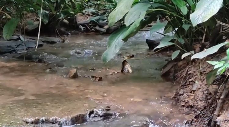 Denuncian presunta contaminación de fuente de agua con heces de ganado