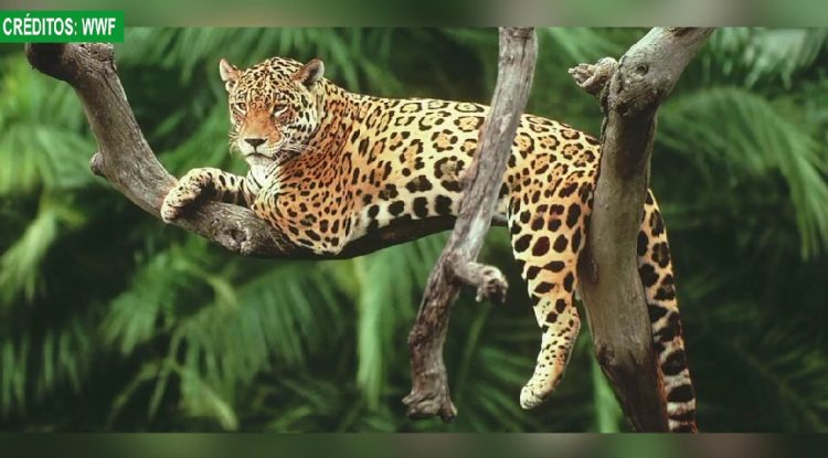 #MaranduaVerde Conozca la fascinante historia del Corredor del Jaguar en Latinoamérica