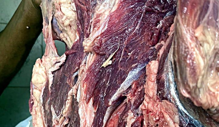 Guaviare: Autoridades de salud decomisaron carne en San José del Guaviare
