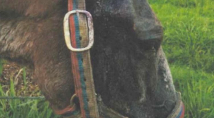 Guaviare: imputan a hombre por maltrato animal contra un caballo