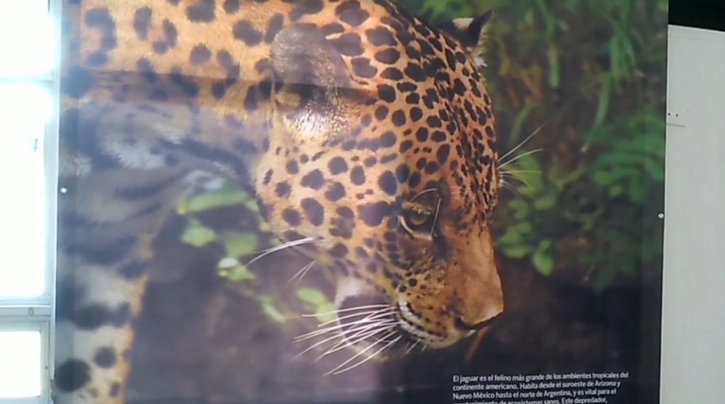 Conozca la exposición “El Jaguar y la Mariposa”