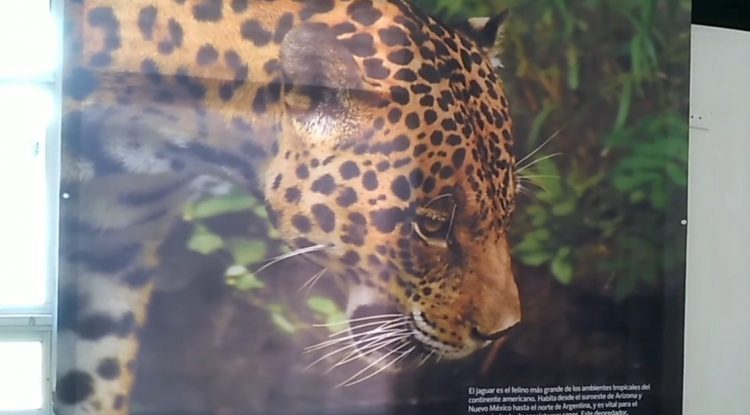 Conozca la exposición “El Jaguar y la Mariposa”