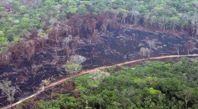 Nueva modalidad para deforestar en Guaviare