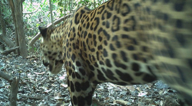 ¿Qué han captado las cámaras trampa en el Corredor del Jaguar?