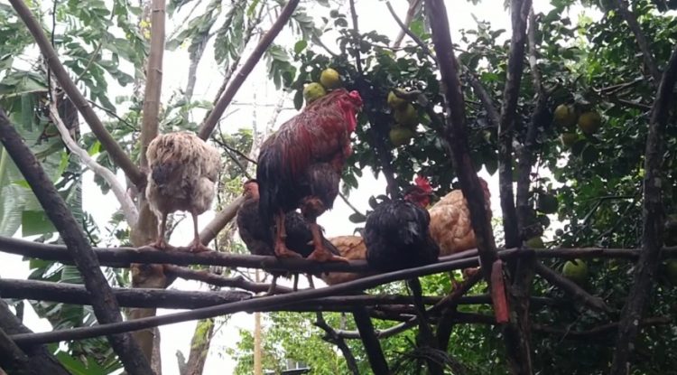 Denuncian hurtos de gallinas en el barrio Santo Domingo