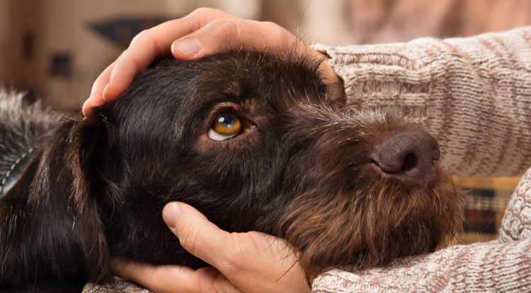 ¿Qué afectaciones podría causar la quema de pólvora en sus mascotas?