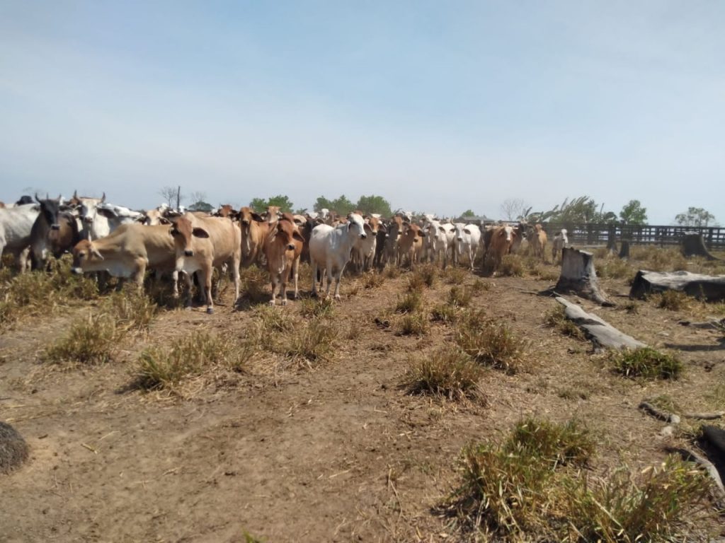 Por falta de agua afectada ganadería en el Guaviare: Comité de Ganaderos