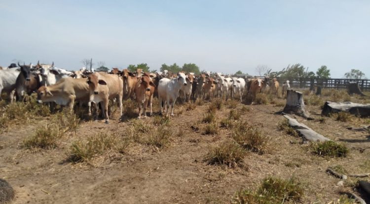 Por falta de agua afectada ganadería en el Guaviare: Comité de Ganaderos