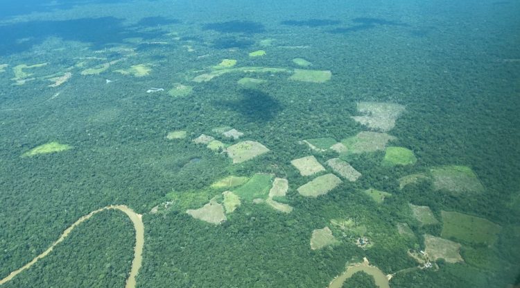 Ganadería extensiva y grupos narcotraficantes siguen siendo la mayor amenaza contra la Amazonia