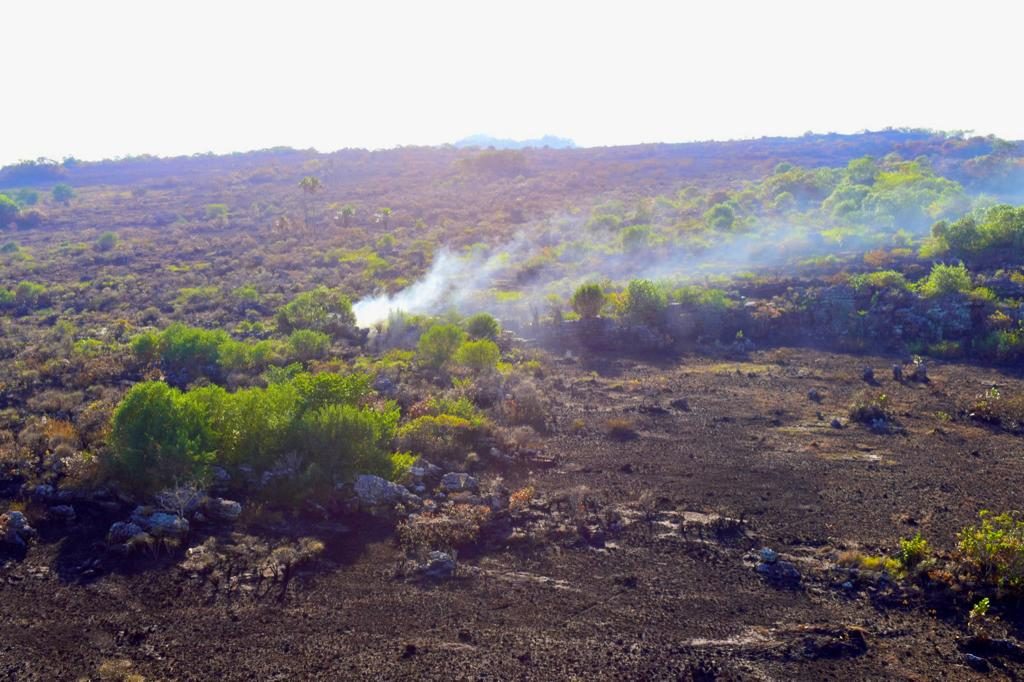 ¿Qué hacer con la fauna silvestre afectada por los incendios forestales?