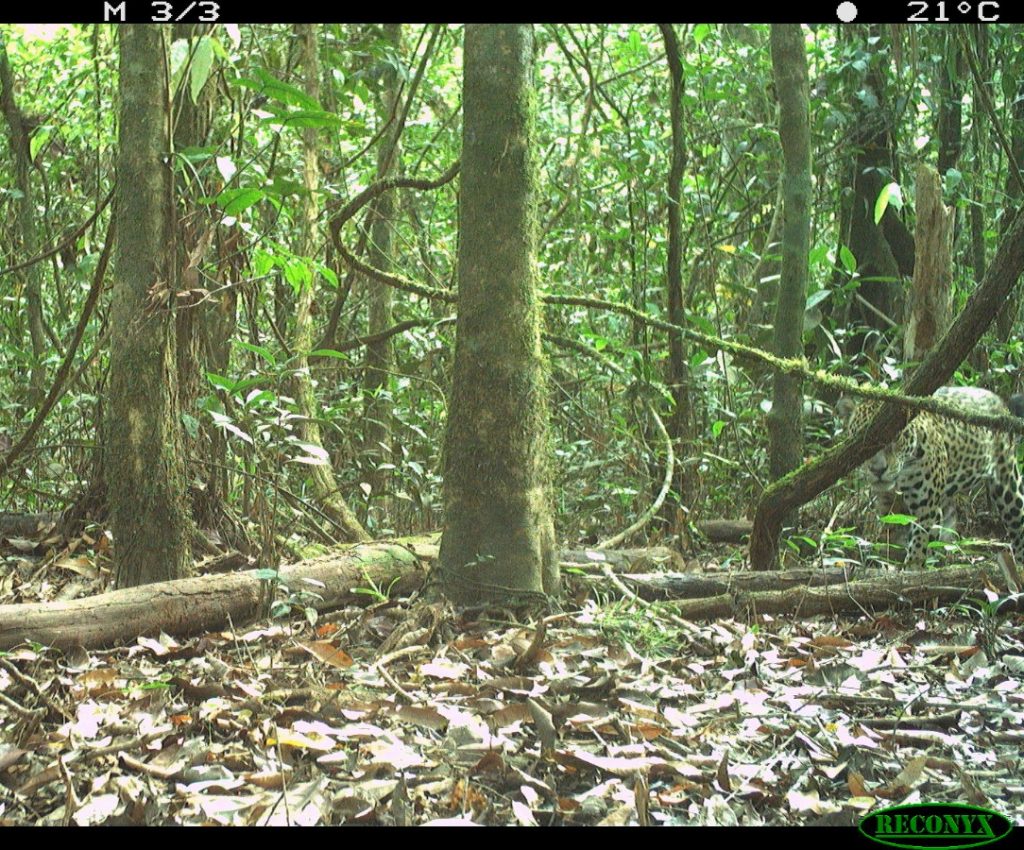 #MaranduaVerde🌳 Logran registro de Jaguar en la vereda Campoalegre de San José del Guaviare