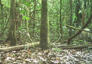 #MaranduaVerde🌳 Logran registro de Jaguar en la vereda Campoalegre de San José del Guaviare