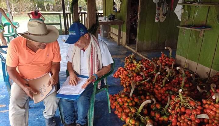 Producción de cacao y chontaduro se fortalecerá en Guaviare y sur del Meta