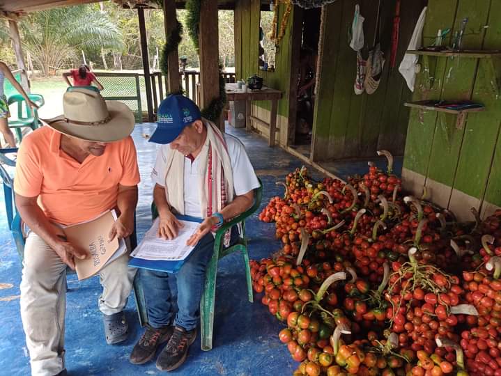 Producción de cacao y chontaduro se fortalecerá en Guaviare y sur del Meta