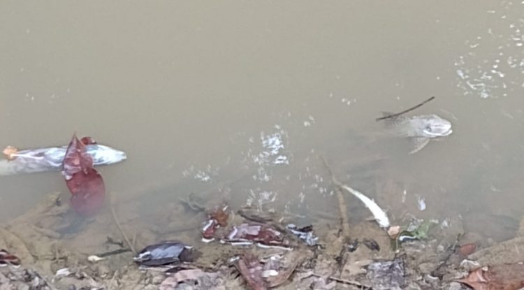 Reportan mortandad de peces en la vereda Caño Mosco y Puerto Flores