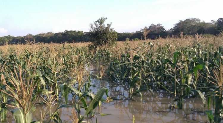 Creciente del río Guaviare inundó cultivo de maíz