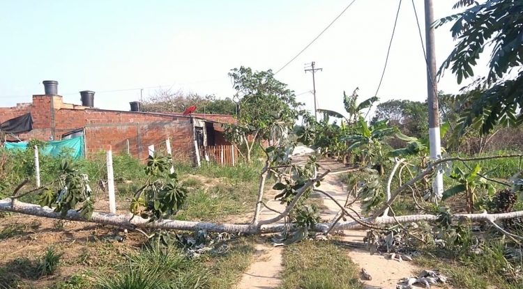 Caída de árbol dejó a cuatro viviendas sin energía eléctrica en San José del Guaviare