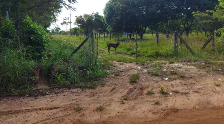 Ataque de perros a ciudadanos que transitan por vereda del Guaviare