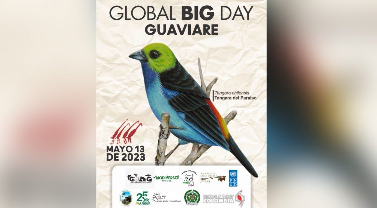 Guaviare se une al Global Big Day
